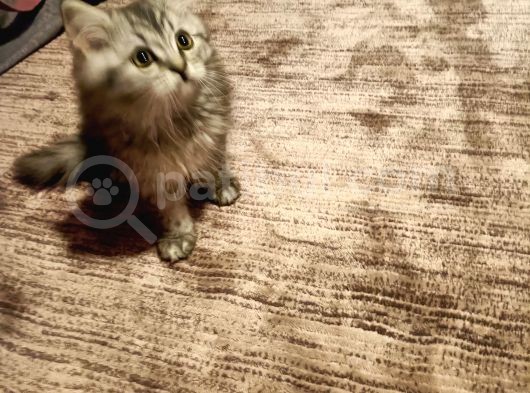 British Shorthair Erkek Yavrular görsel