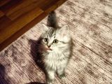 British Shorthair Erkek Yavrular
