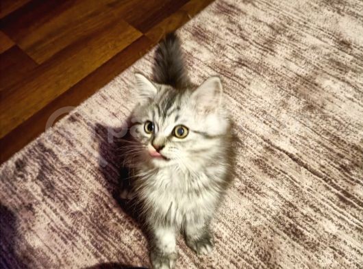 British Shorthair Erkek Yavrular görsel
