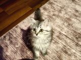 British Shorthair Erkek Yavrular