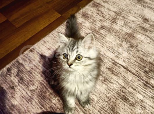 British Shorthair Erkek Yavrular