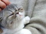 2 Aylık Erkek Ve Dişi Exotic Shorthair Yavrular