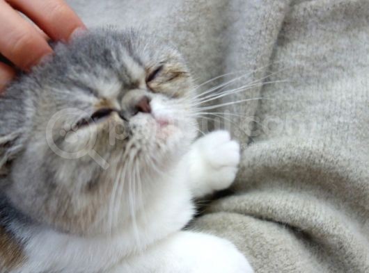 2 Aylık Erkek Ve Dişi Exotic Shorthair Yavrular görsel