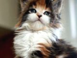 2 Aylık Erkek Ve Dişi Exotic Shorthair Yavrular