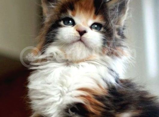 2 Aylık Erkek Ve Dişi Exotic Shorthair Yavrular görsel