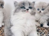 2 Aylık Erkek Ve Dişi Exotic Shorthair Yavrular