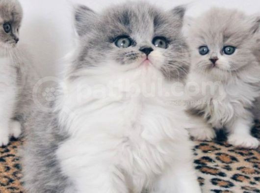 2 Aylık Erkek Ve Dişi Exotic Shorthair Yavrular görsel