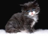 Muhteşem Güzellikte Maine Coon Yavrular