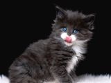 Muhteşem Güzellikte Maine Coon Yavrular