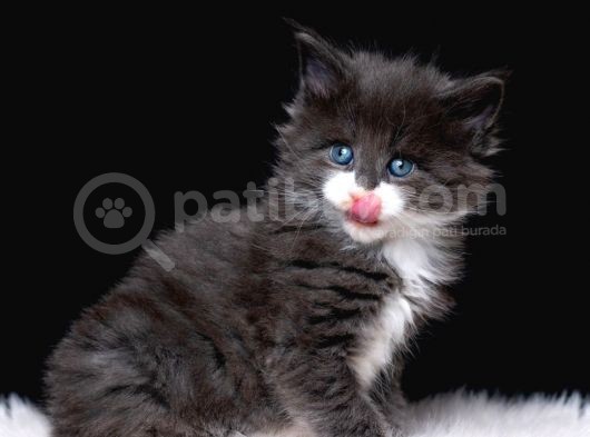Muhteşem Güzellikte Maine Coon Yavrular görsel