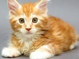 Muhteşem Güzellikte Maine Coon Yavrular