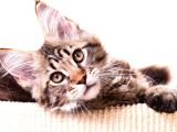 Muhteşem Güzellikte Maine Coon Yavrular