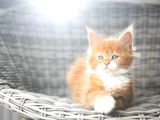 Muhteşem Güzellikte Maine Coon Yavrular