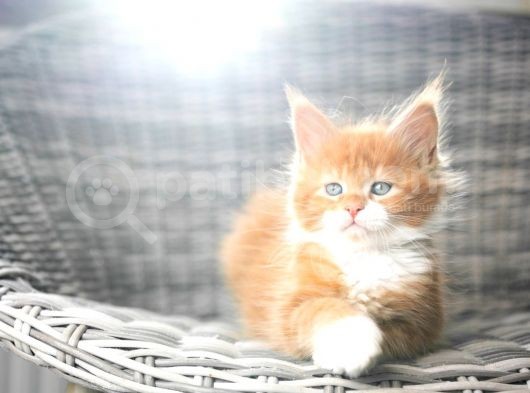 Muhteşem Güzellikte Maine Coon Yavrular görsel