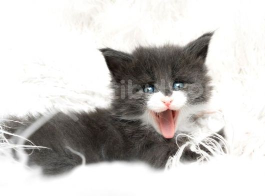 Muhteşem Güzellikte Maine Coon Yavrular
