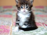 Muhteşem Güzellikte Maine Coon Yavrular
