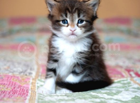 Muhteşem Güzellikte Maine Coon Yavrular görsel