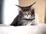 Muhteşem Güzellikte Maine Coon Yavrular