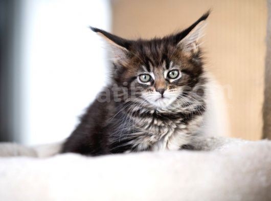 Muhteşem Güzellikte Maine Coon Yavrular görsel