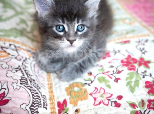 Muhteşem Güzellikte Maine Coon Yavrular görsel