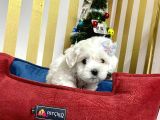 Mini Boy Maltese Sevimli Yavrular