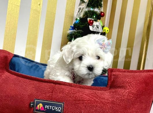 Mini Boy Maltese Sevimli Yavrular görsel