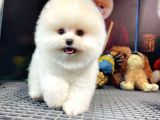 Yavru Patiler Güvencesiyle Pomeranian Yavrular