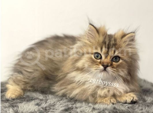 Yakışıklı İran Chincilla Yavrumuz görsel