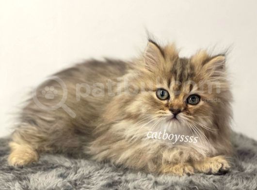 Yakışıklı İran Chincilla Yavrumuz görsel