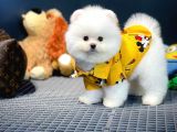 Yavru Patiler Güvencesi Ile Yeni Gelen Tedybear Pomeranian Yavrularımız