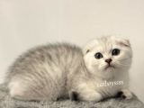 Muhteşem Silver Tabby Scottish Fold Erkek Yavru