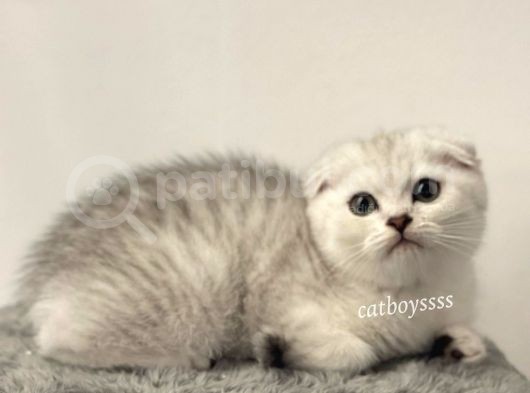 Muhteşem Silver Tabby Scottish Fold Erkek Yavru görsel