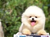 Yavru Patiler Güvencesi Ile Yeni Gelen Tedybear Pomeranian Yavrularımız