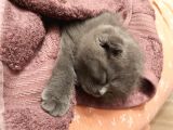 Tatlı Bir Kedi Sahibi Olmak İsteyenlere