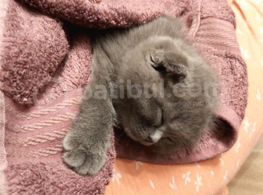 Tatlı Bir Kedi Sahibi Olmak İsteyenlere görsel