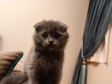 Tatlı Bir Kedi Sahibi Olmak İsteyenlere
