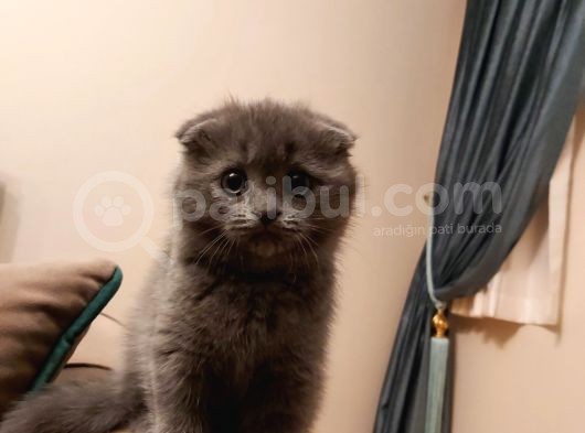 Tatlı Bir Kedi Sahibi Olmak İsteyenlere görsel