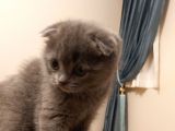 Tatlı Bir Kedi Sahibi Olmak İsteyenlere