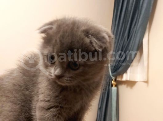 Tatlı Bir Kedi Sahibi Olmak İsteyenlere