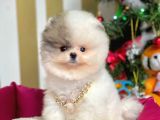 Safkan Teddy Bear Pomeranian Boo Yavrularımız