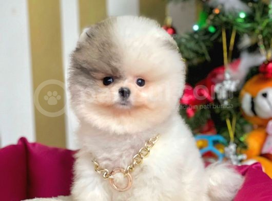 Safkan Teddy Bear Pomeranian Boo Yavrularımız görsel