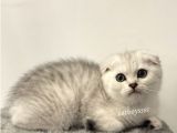 Muhteşem Silver Tabby Scottish Fold Erkek Yavru