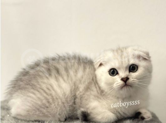 Muhteşem Silver Tabby Scottish Fold Erkek Yavru görsel
