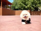 Yavru Patiler Güvencesi Ile Yeni Gelen Tedybear Pomeranian Yavrularımız