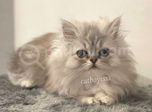 Muhteşem Kalite İran Chincilla Dişi Yavrumuz