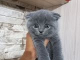 Bri̇ti̇sh Shorthai̇r Di̇şi̇ Scotti̇sh Fold Erkek