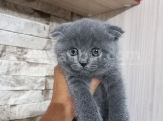 Bri̇ti̇sh Shorthai̇r Di̇şi̇ Scotti̇sh Fold Erkek