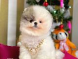 Safkan Teddy Bear Pomeranian Boo Yavrularımız