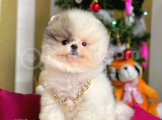 Safkan Teddy Bear Pomeranian Boo Yavrularımız görsel