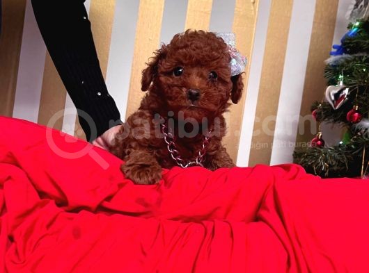 Red Brown Toy Poodle Yavrular görsel